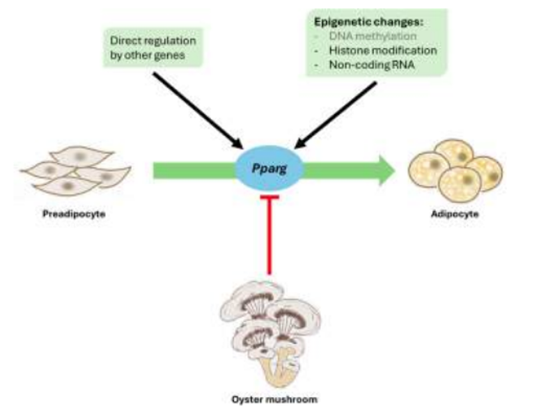 Oyster Mushrooms Show Promise in Fighting Obesity: Unpad Study Identifies Natural Compound That May Suppress Fat Formation